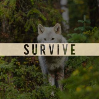 Survive