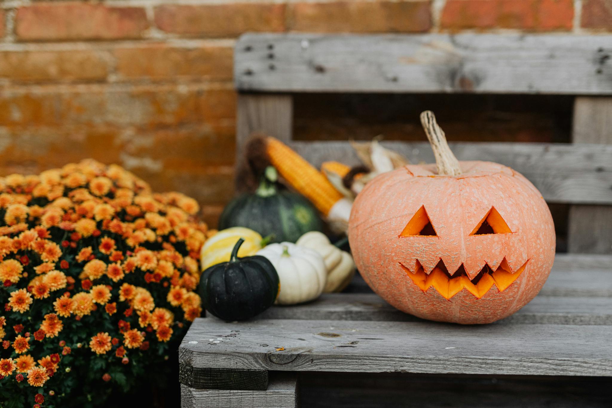 A carved pumpkin and autumn decorations on a rustic wooden bench capturing the fall Halloween spirit.